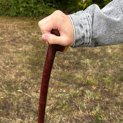 Large Knob Blackthorn Shillelagh – 100 cm (39.4”)