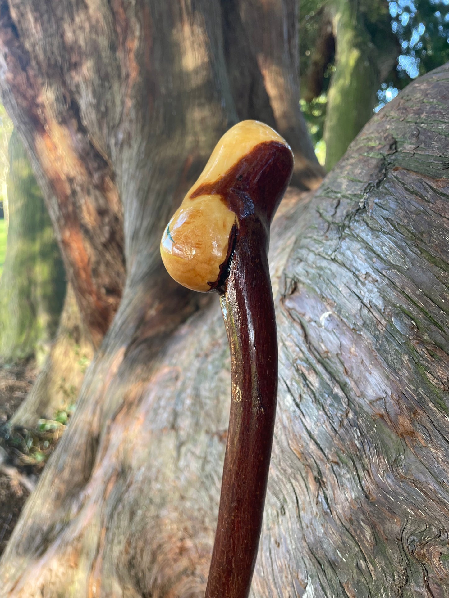 Blackthorn walking stick with rounded Handle