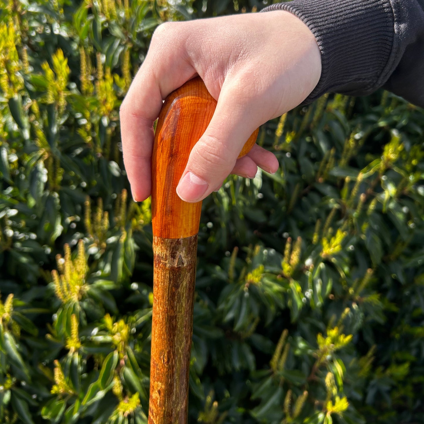 Hazel Shillelagh with Spalted Beech Head – 103 cm (40.5”)