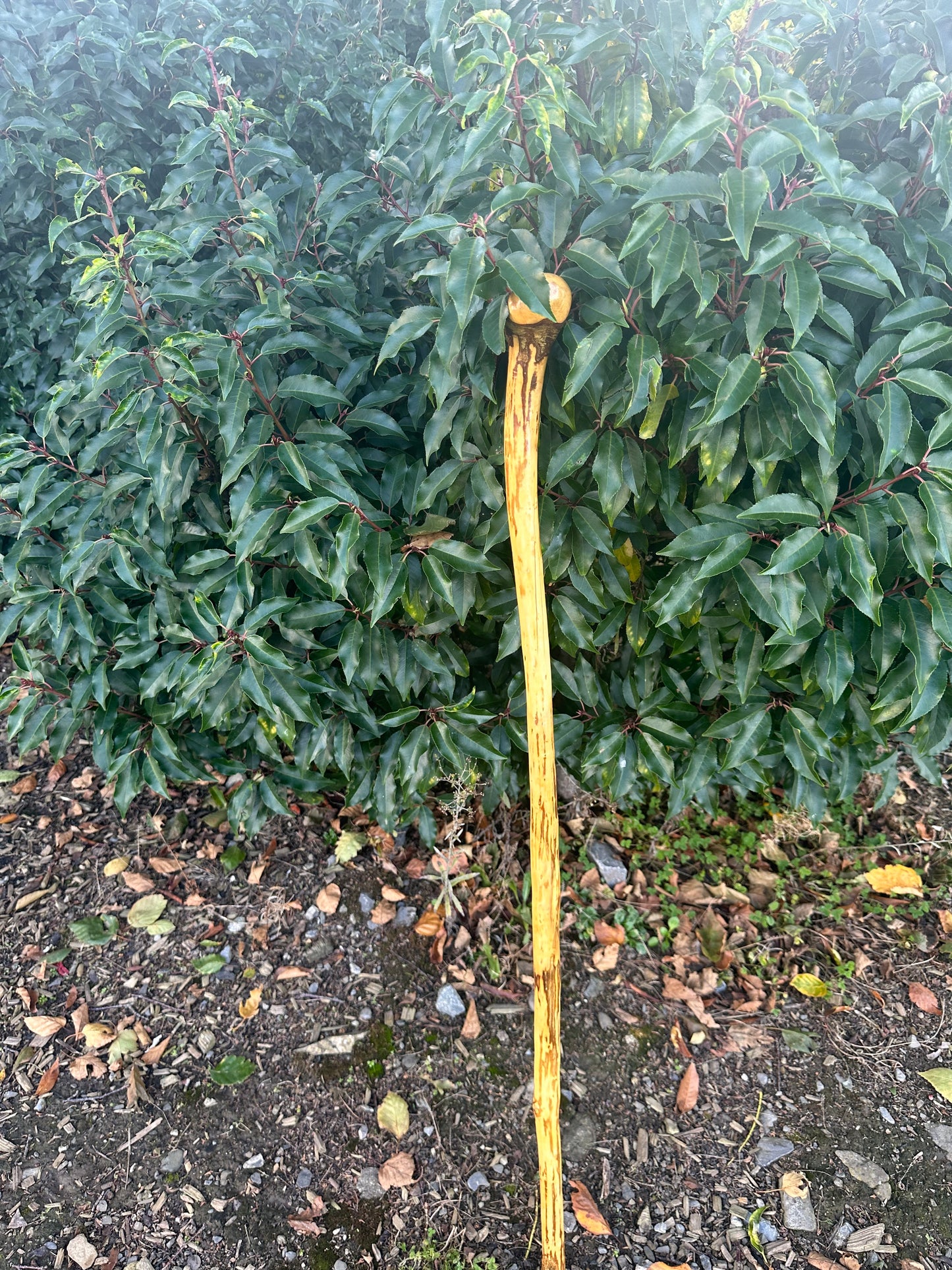 Hazel Walking Stick with Round Handle – 98cm