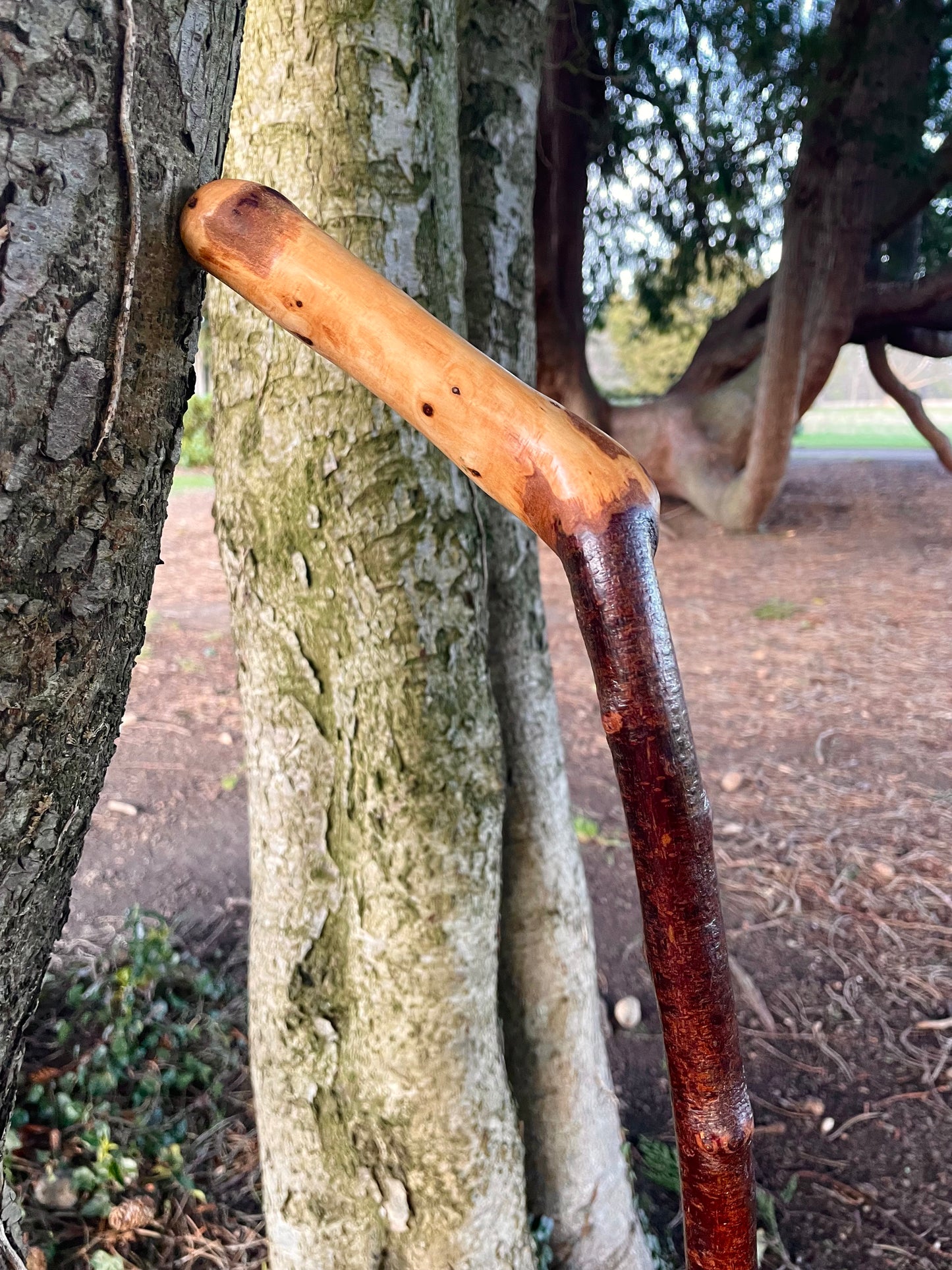 Blackthorn walking stick with sloped Handle