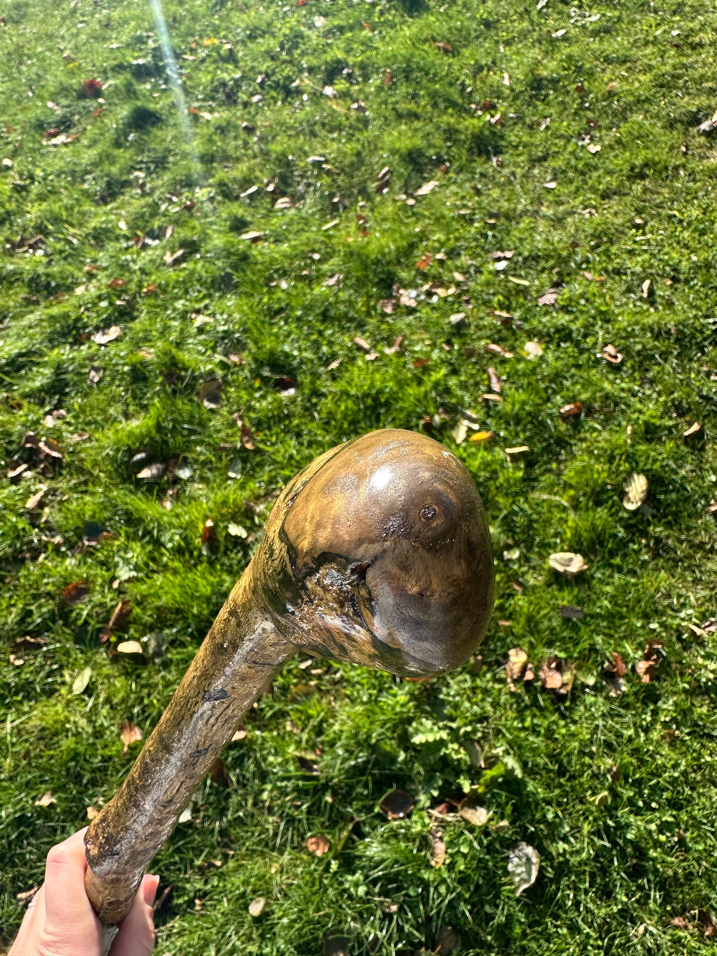 Hazel Walking Stick with Round Handle -  98 cm / 38.6 inches