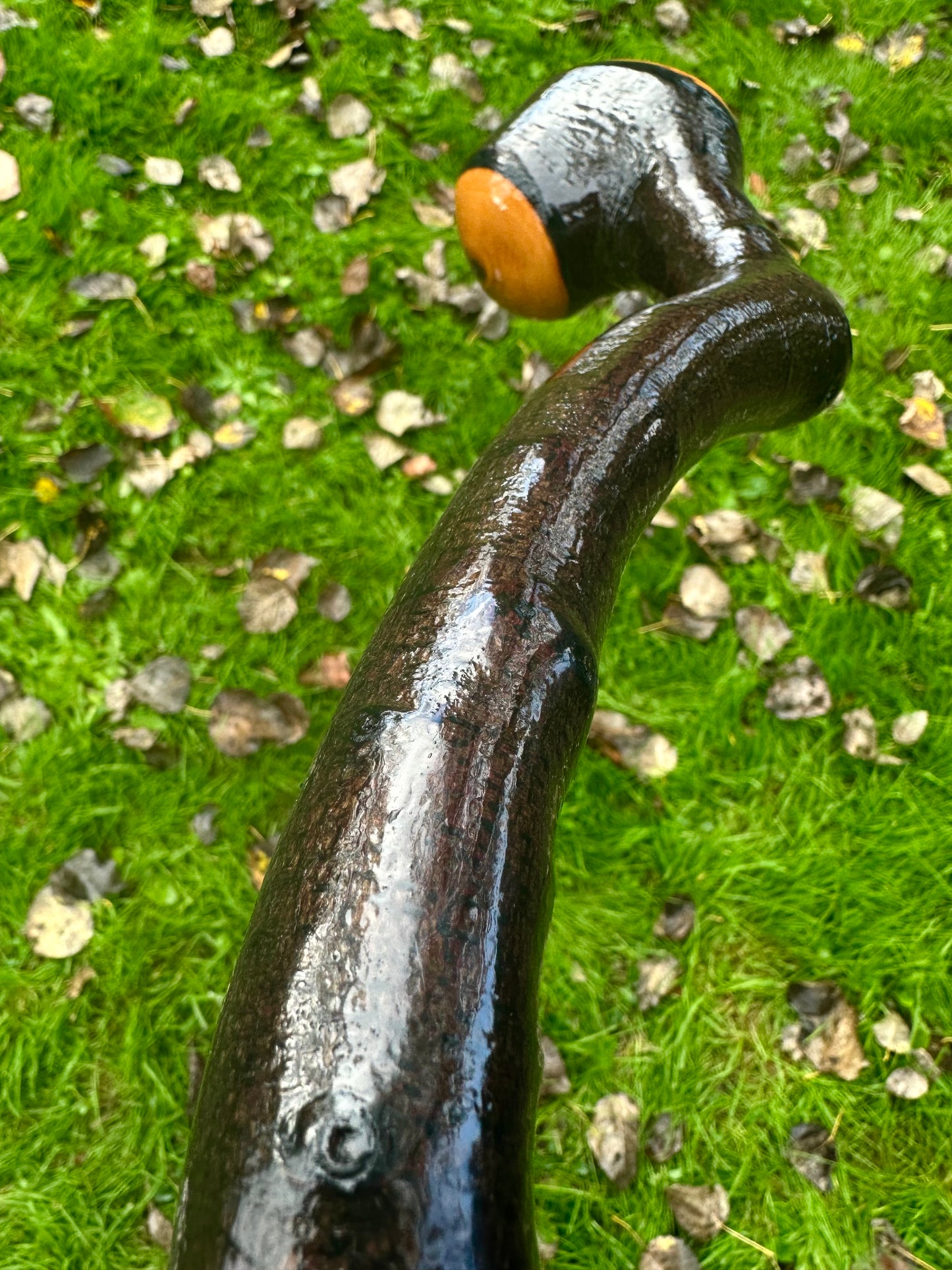 Rare Blackthorn Walking Stick with Purple Heart Head – 39”