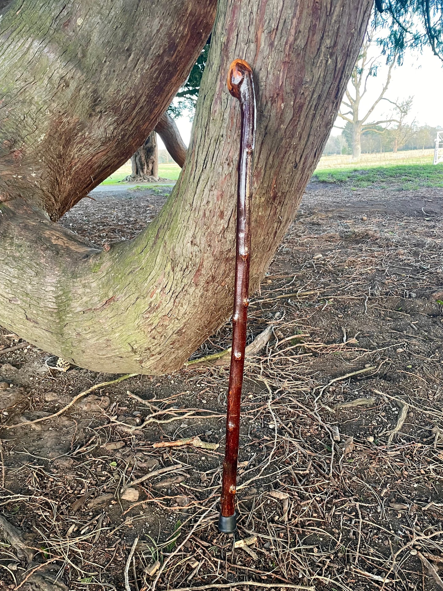 Blackthorn stick with knob