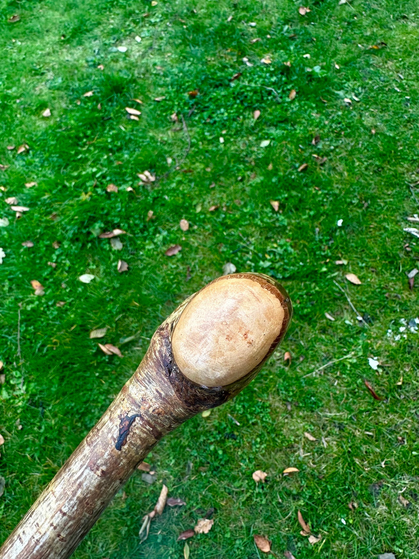 Hazel Walking Stick with Round Handle 97 cm / 38 inches