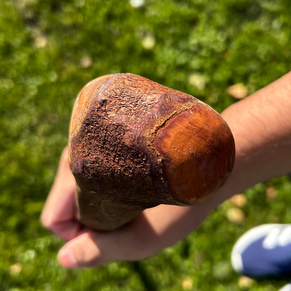 Traditional Root Ball Blackthorn Shillelagh Knob Stick – 103 cm (40.6”)