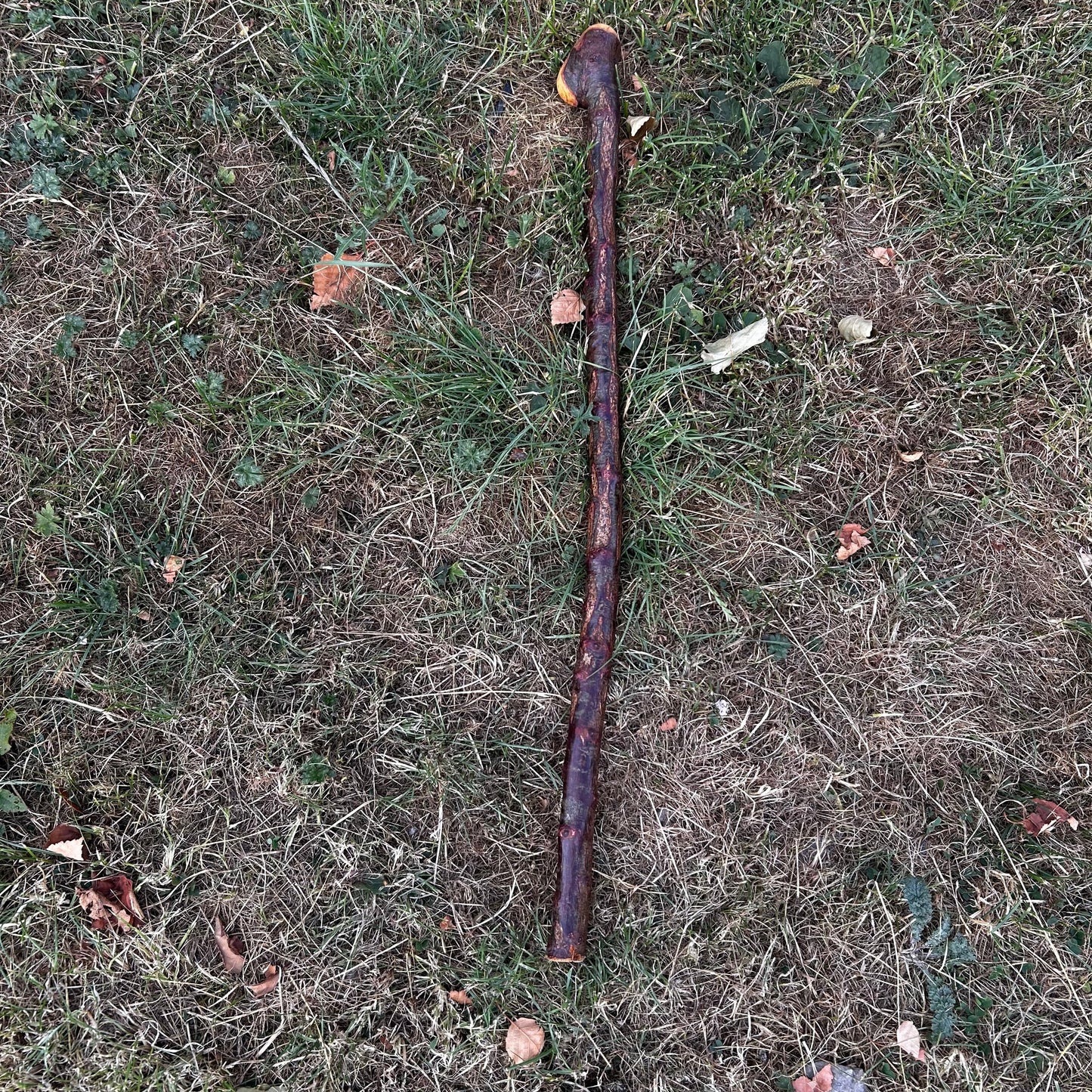 Short Chunky Blackthorn Shillelagh Knob Stick – 73 cm (28.7”)