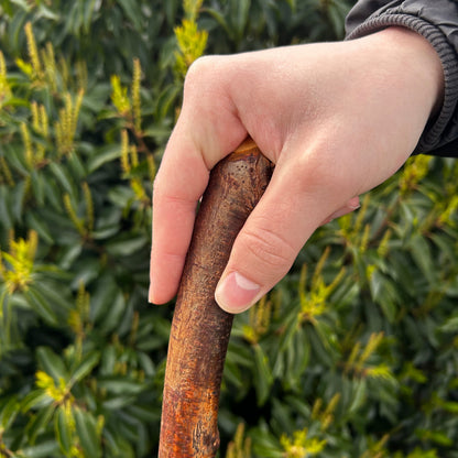Blackthorn Shillelagh with Knotted Shaft – 109 cm (42.9”)