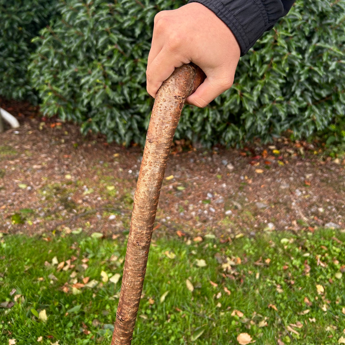 Mature Blackthorn Shillelagh Medium Knob Stick – 98 cm (38.6”)