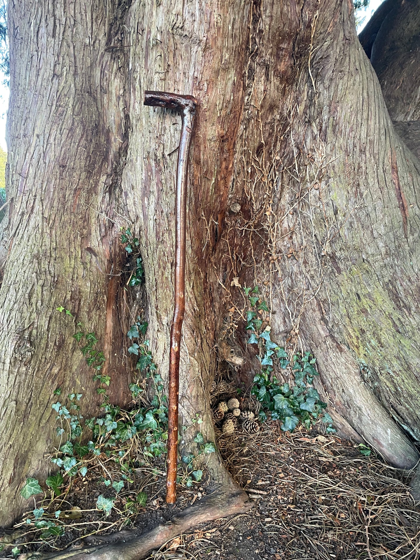 Blackthorn walking stick with L Handle