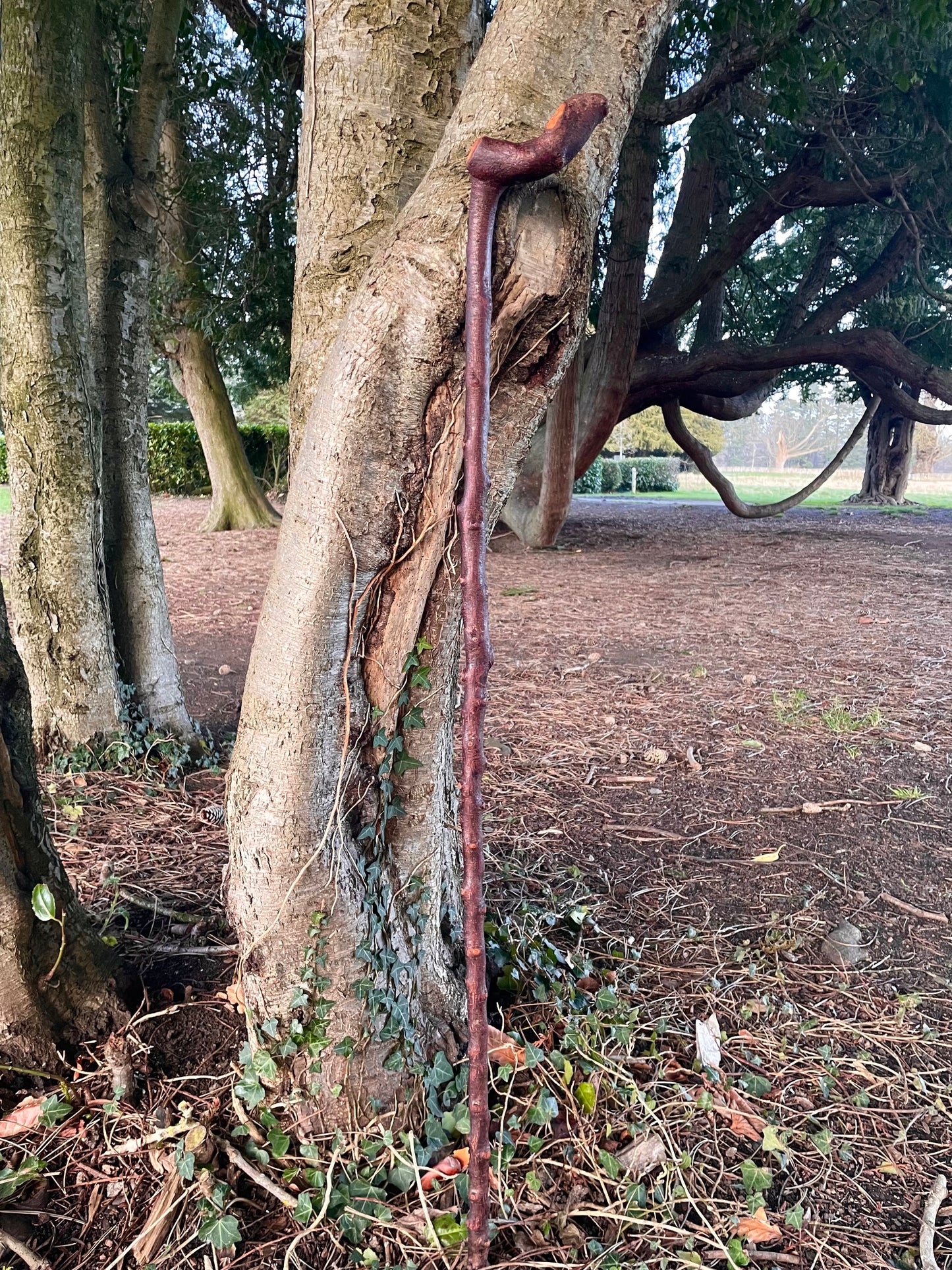 Blackthorn walking stick with sloped Handle