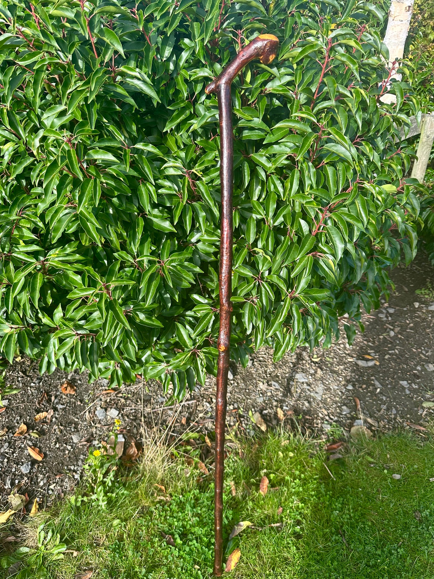 Blackthorn Walking Stick with L Handle and Doorknocker Feature - 120 cm / 47 inches