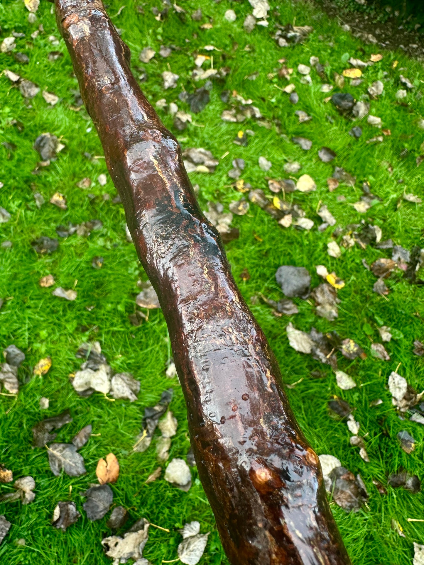 Irish Blackthorn Walking Stick with L Handle – 38”