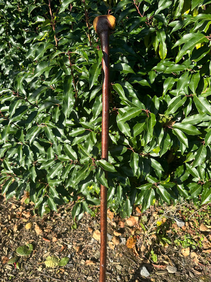 Blackthorn Walking Stick with Round Handle - 96 cm / 37.8 inches