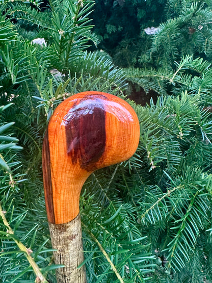 Hazel Walking Stick with Spalted Yew Head – 37.5”