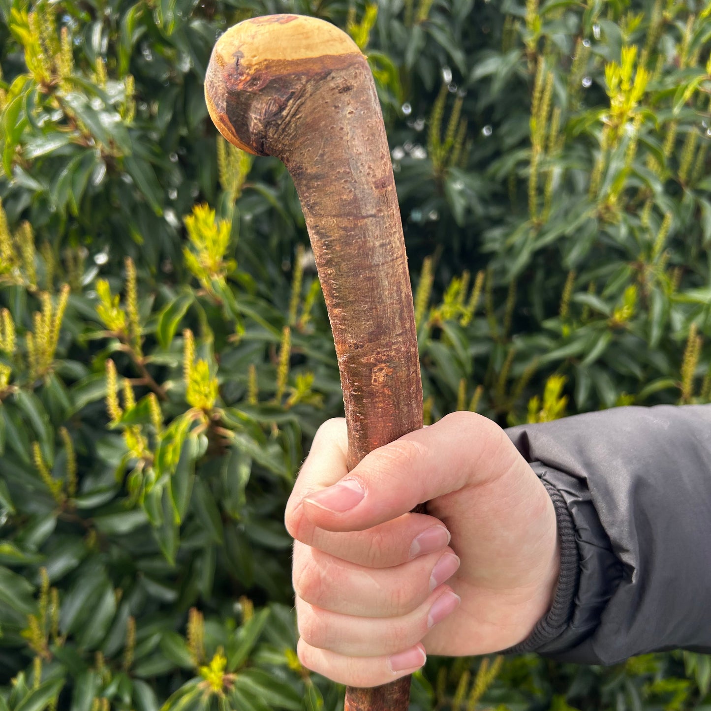 Blackthorn Shillelagh with Knotted Shaft – 109 cm (42.9”)