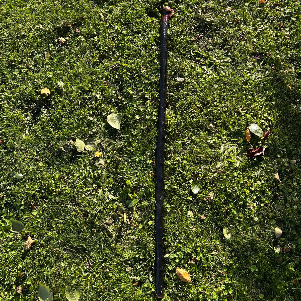 Large Root Ball Blackthorn Shillelagh – 110 cm (43.3”)
