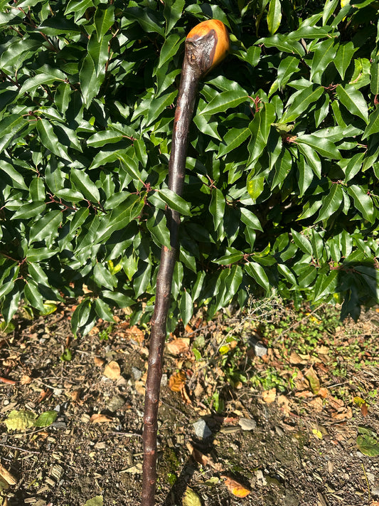 Blackthorn Walking Stick with Round Handle - 85 cm / 33.5 inches
