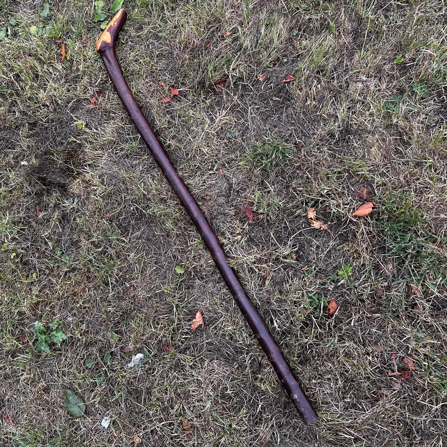 Long Chunky Blackthorn Shillelagh L Handle – 105 cm (41.3”)