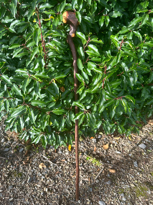 Blackthorn Walking Stick with Round Handle and Natural Dent - 100 cm / 39 inches