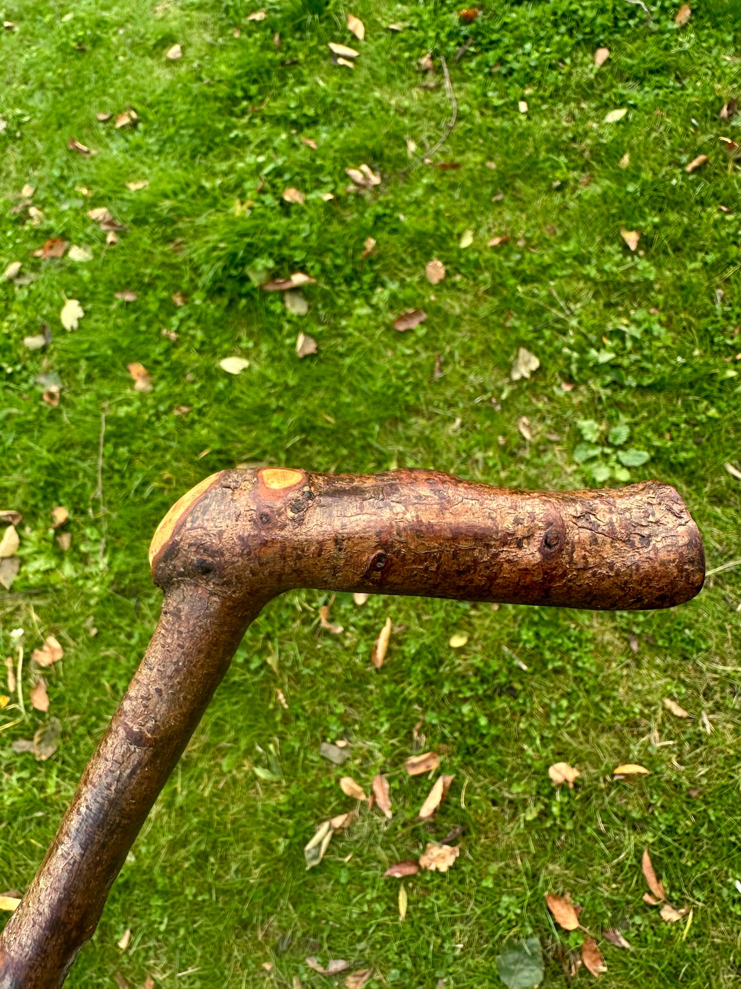 Blackthorn Walking Stick with L Handle - 100 cm / 39 inches