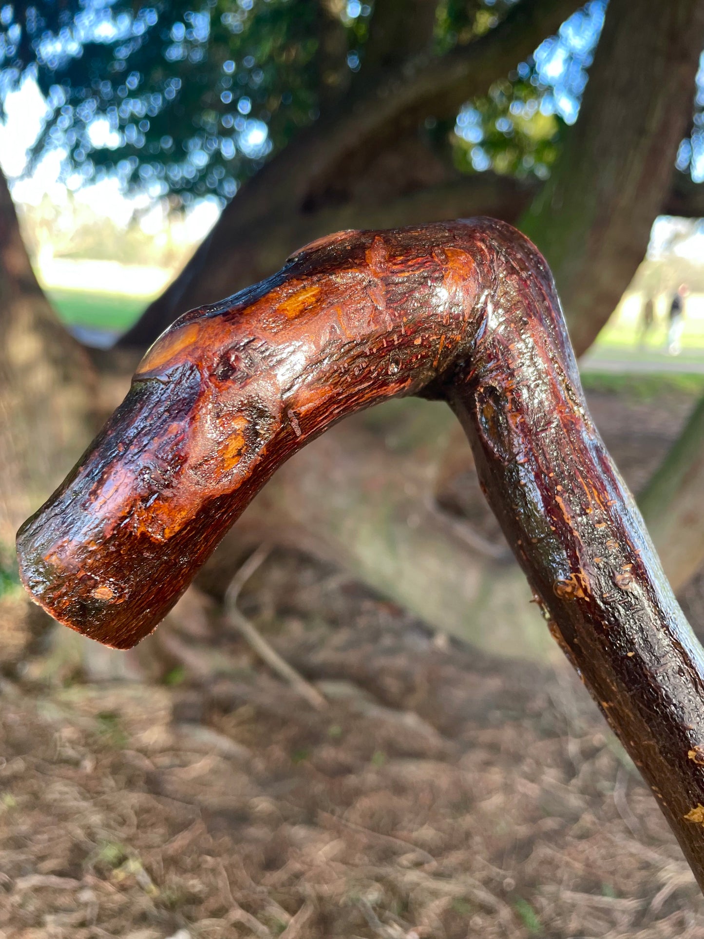 Bumpy Blackthorn walking stick with L Handle