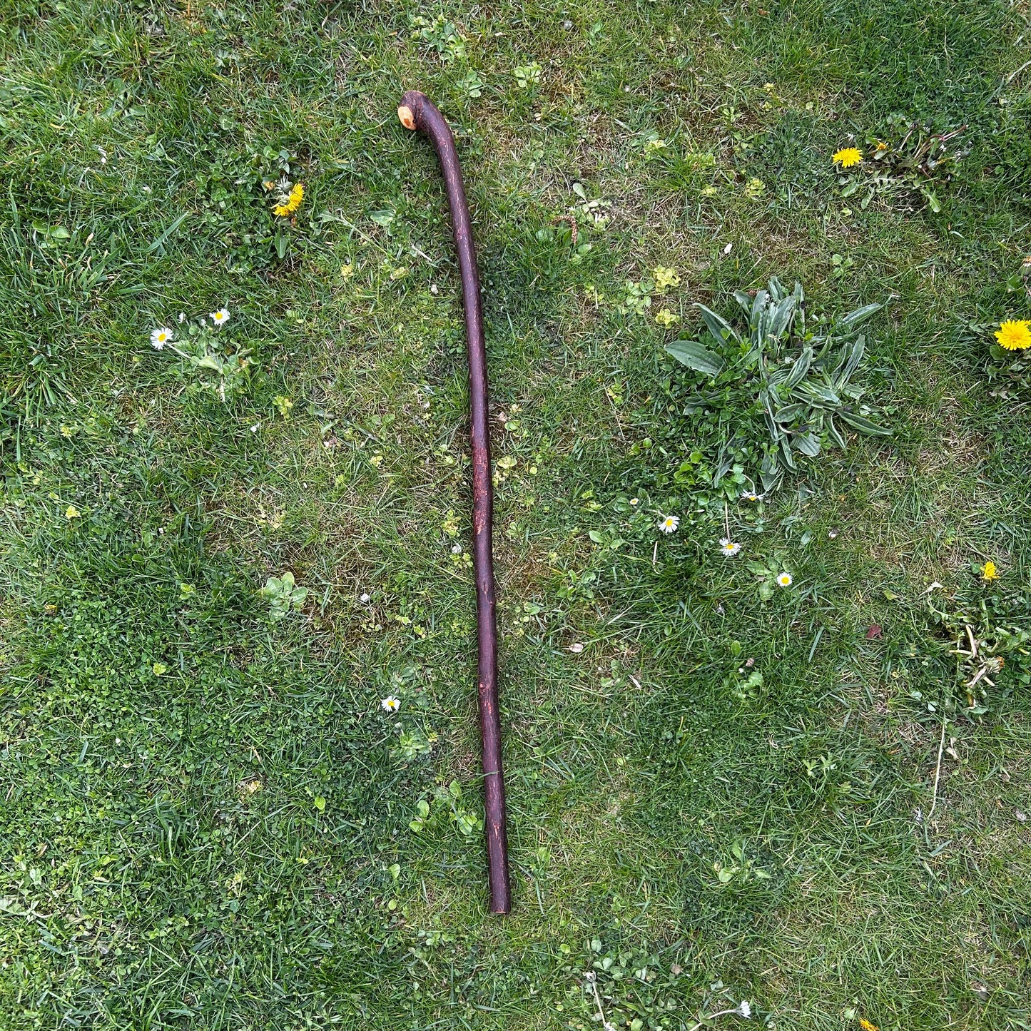 Blackthorn Shillelagh Smooth Knob Stick – 94 cm (37”)