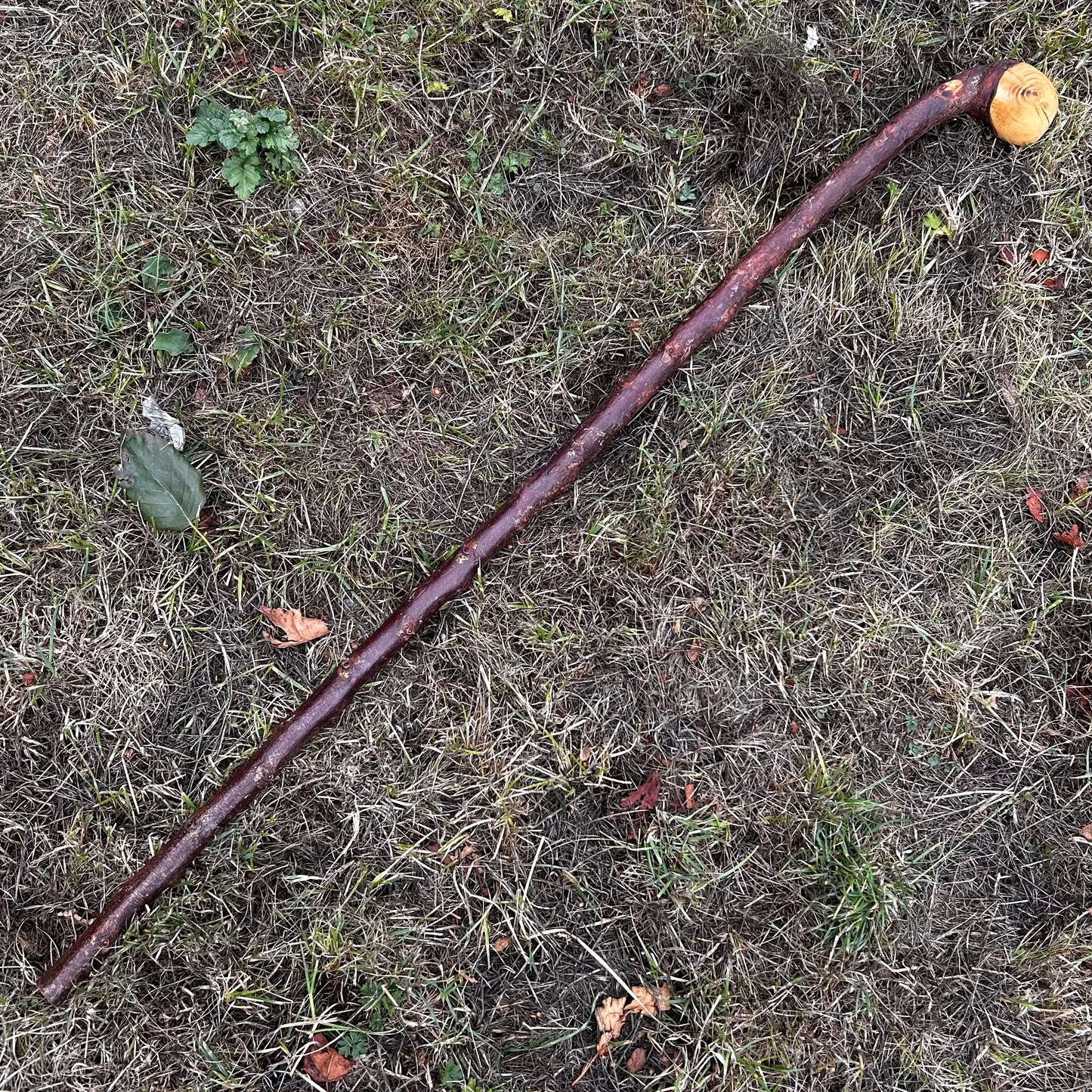 Leaning Knob Blackthorn Shillelagh – 98.9 cm (38.9”)