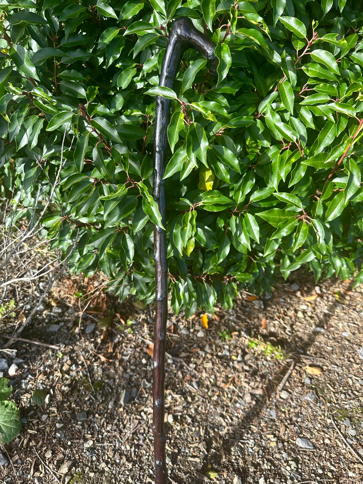 Blackthorn Walking Stick with L Handle – Black Painted -  95 cm / 37 inches