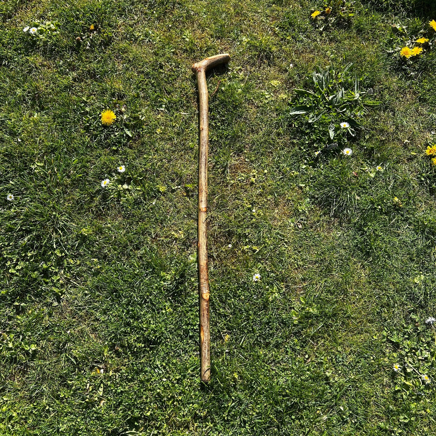 Hazel “Door Knocker” Shillelagh – 90 cm (35.4”)