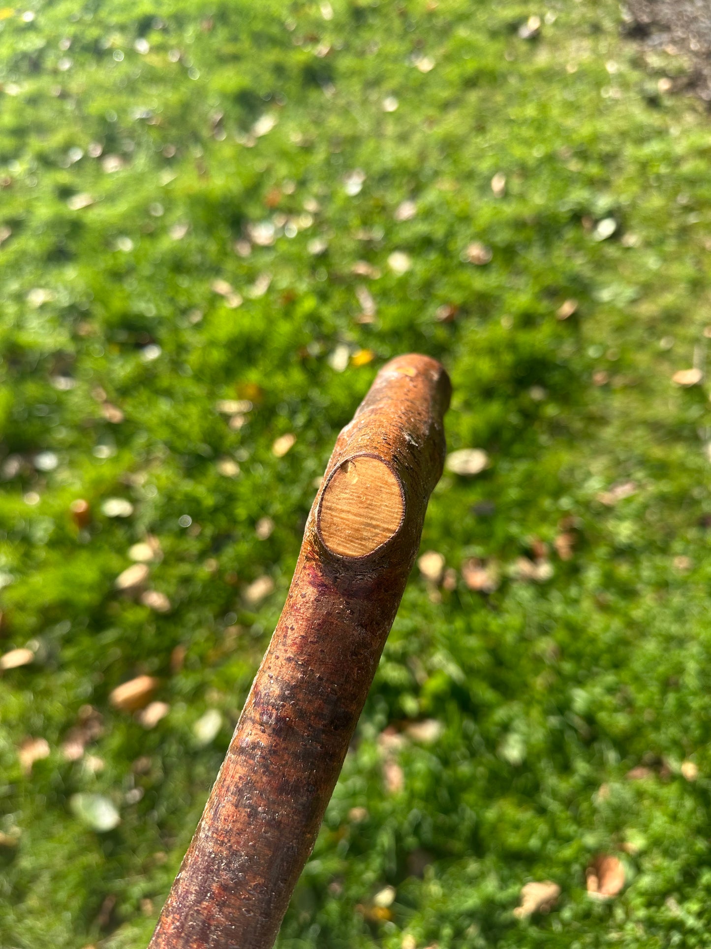 Blackthorn Walking Stick with L Handle - 97 cm / 38.2 inches