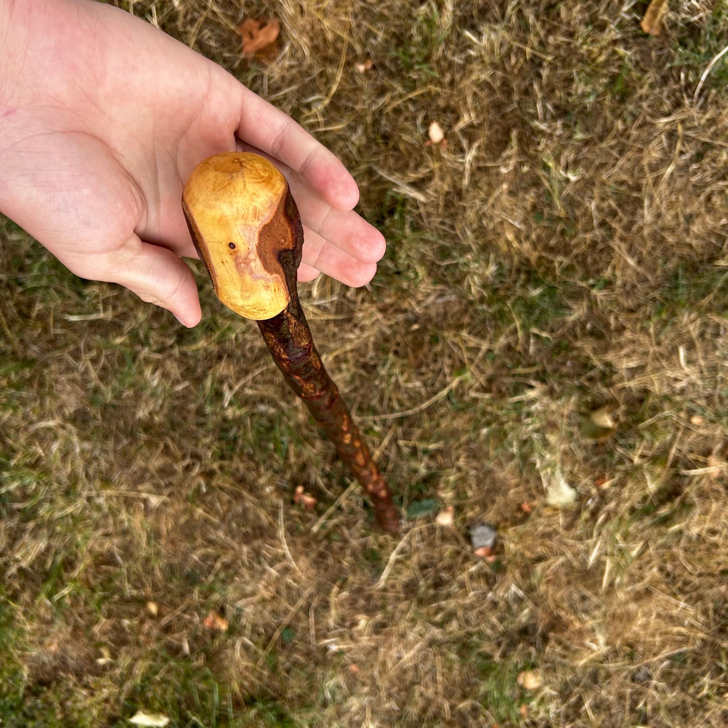 Short Chunky Blackthorn Shillelagh Knob Stick – 73 cm (28.7”)