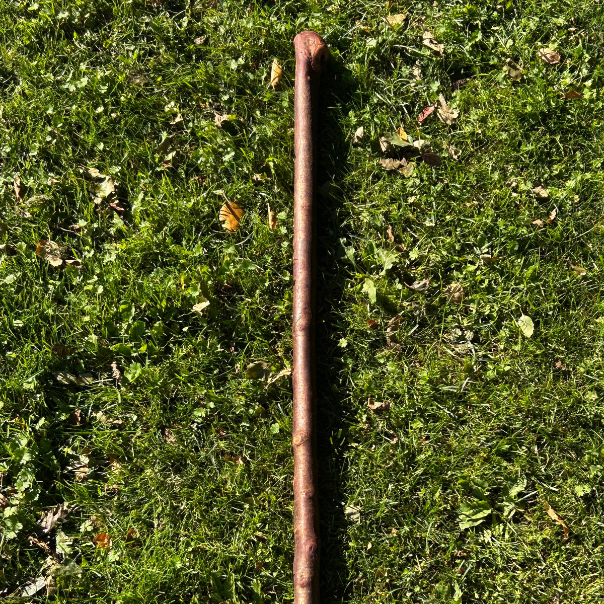 Thick Shaft Blackthorn Shillelagh Small Knob Stick