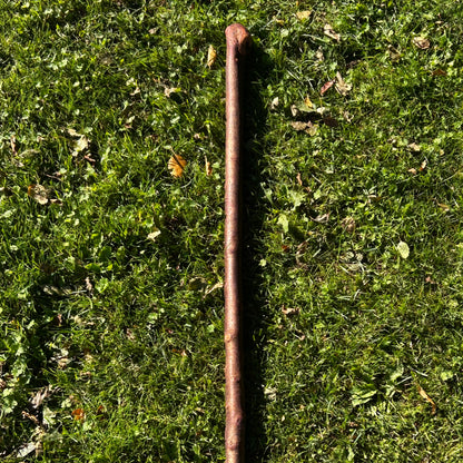Thick Shaft Blackthorn Shillelagh Small Knob Stick