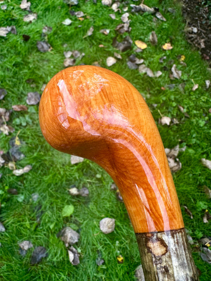 Hazel Walking Stick with Spalted Yew Head – 37.5”