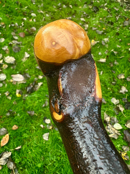 Irish Blackthorn Walking Stick with Knuckles – 40”