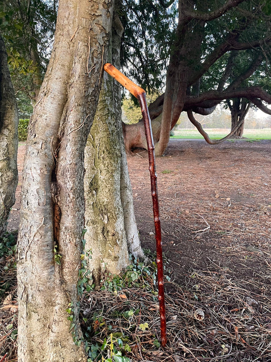 Blackthorn walking stick with sloped Handle