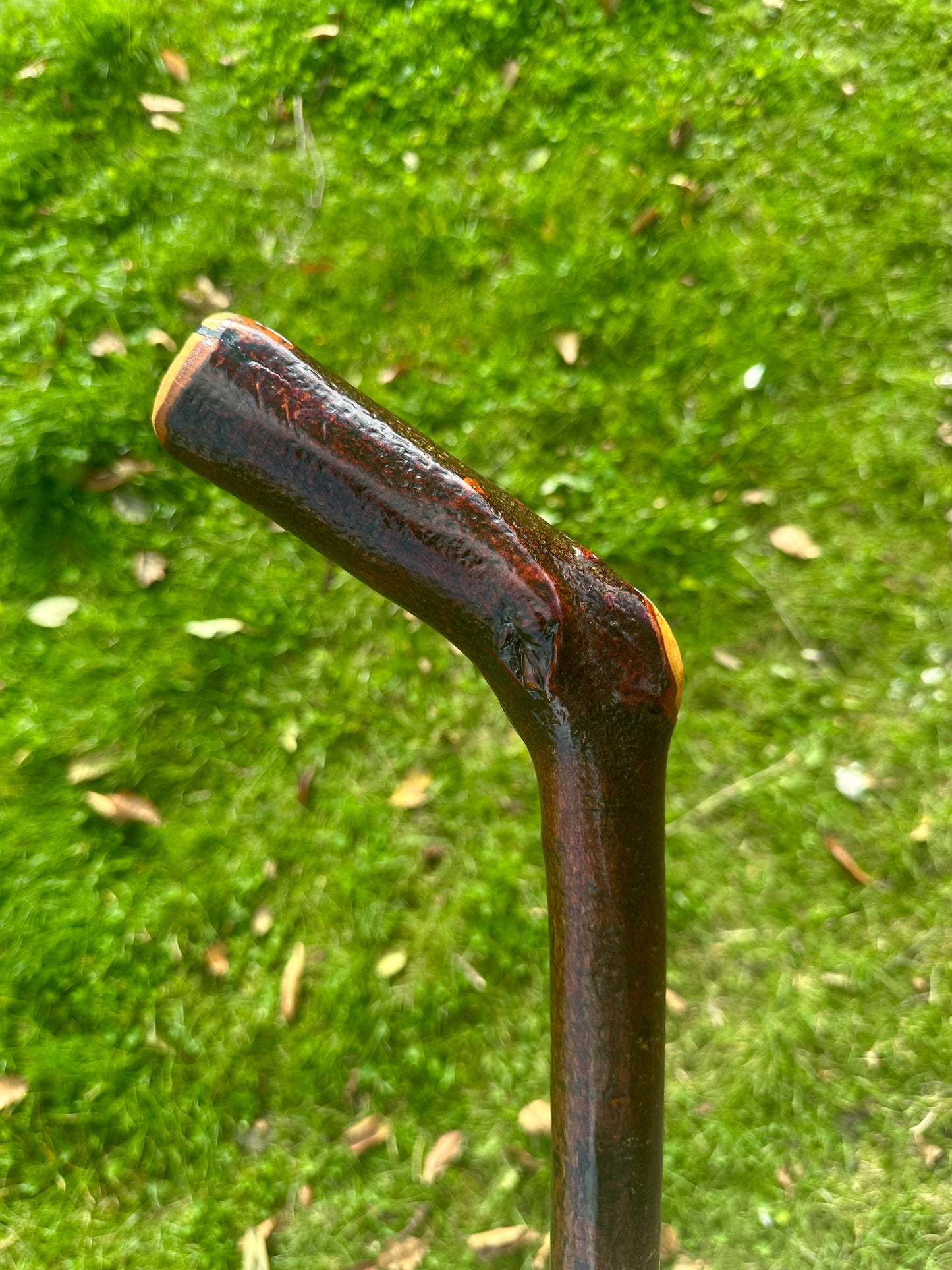Blackthorn Walking Stick with L Handle - 110 cm / 43 inches
