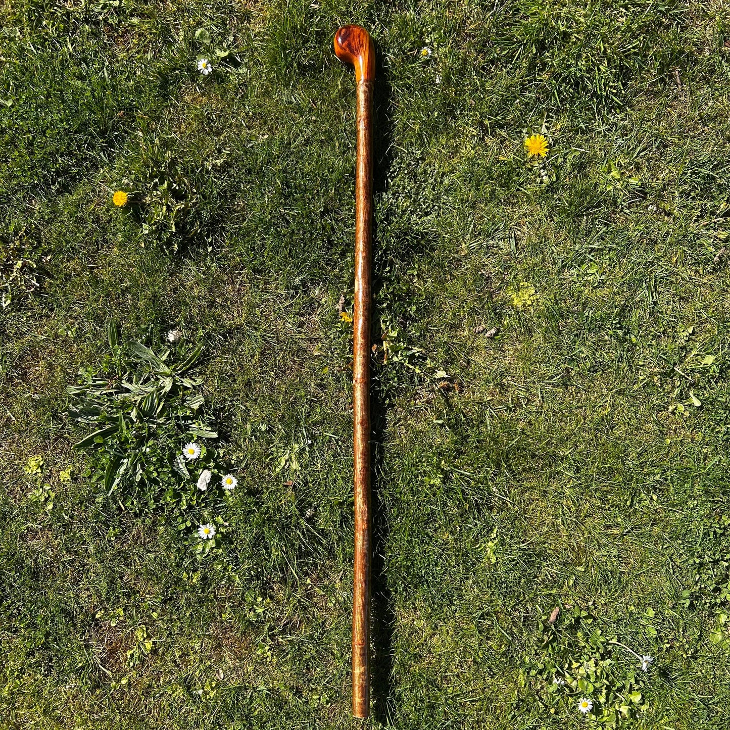 Hazel Shillelagh with Spalted Beech Head – 103 cm (40.5”)