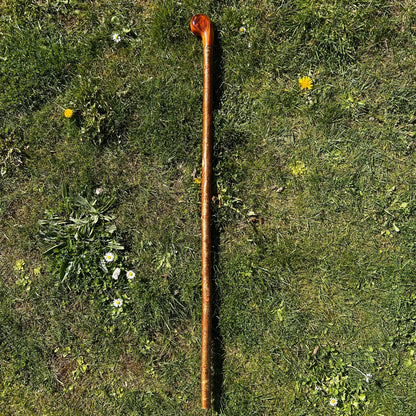 Hazel Shillelagh with Spalted Beech Head – 103 cm (40.5”)