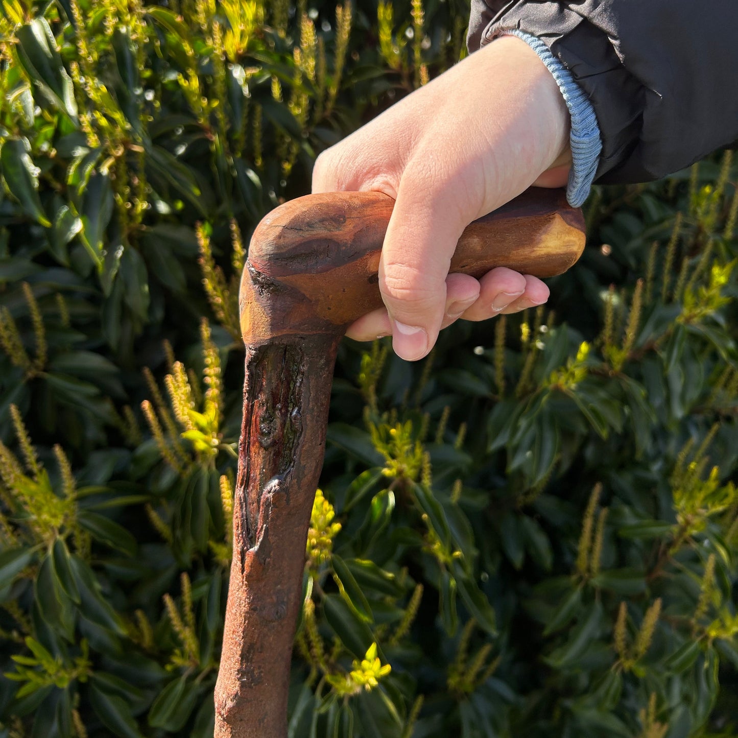 Blackthorn Shillelagh with L Handle – 99 cm (39”)
