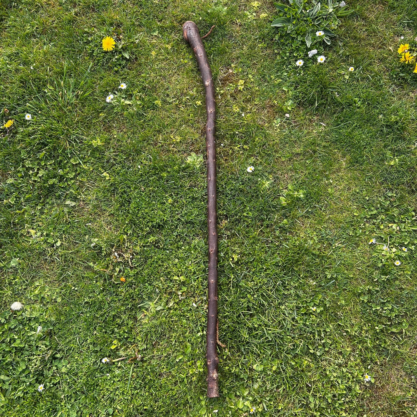 Tall Blackthorn Shillelagh with Knotted Shaft – 111 cm (43.7”)