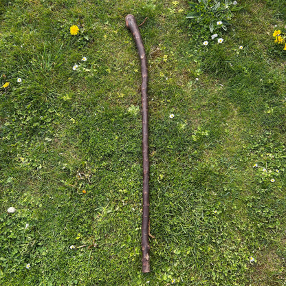 Tall Blackthorn Shillelagh with Knotted Shaft – 111 cm (43.7”)