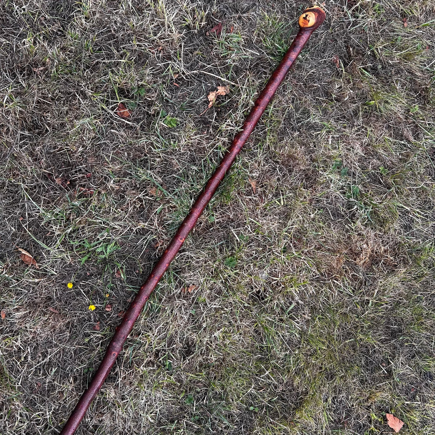 Large Knob Blackthorn Shillelagh – 100 cm (39.4”)
