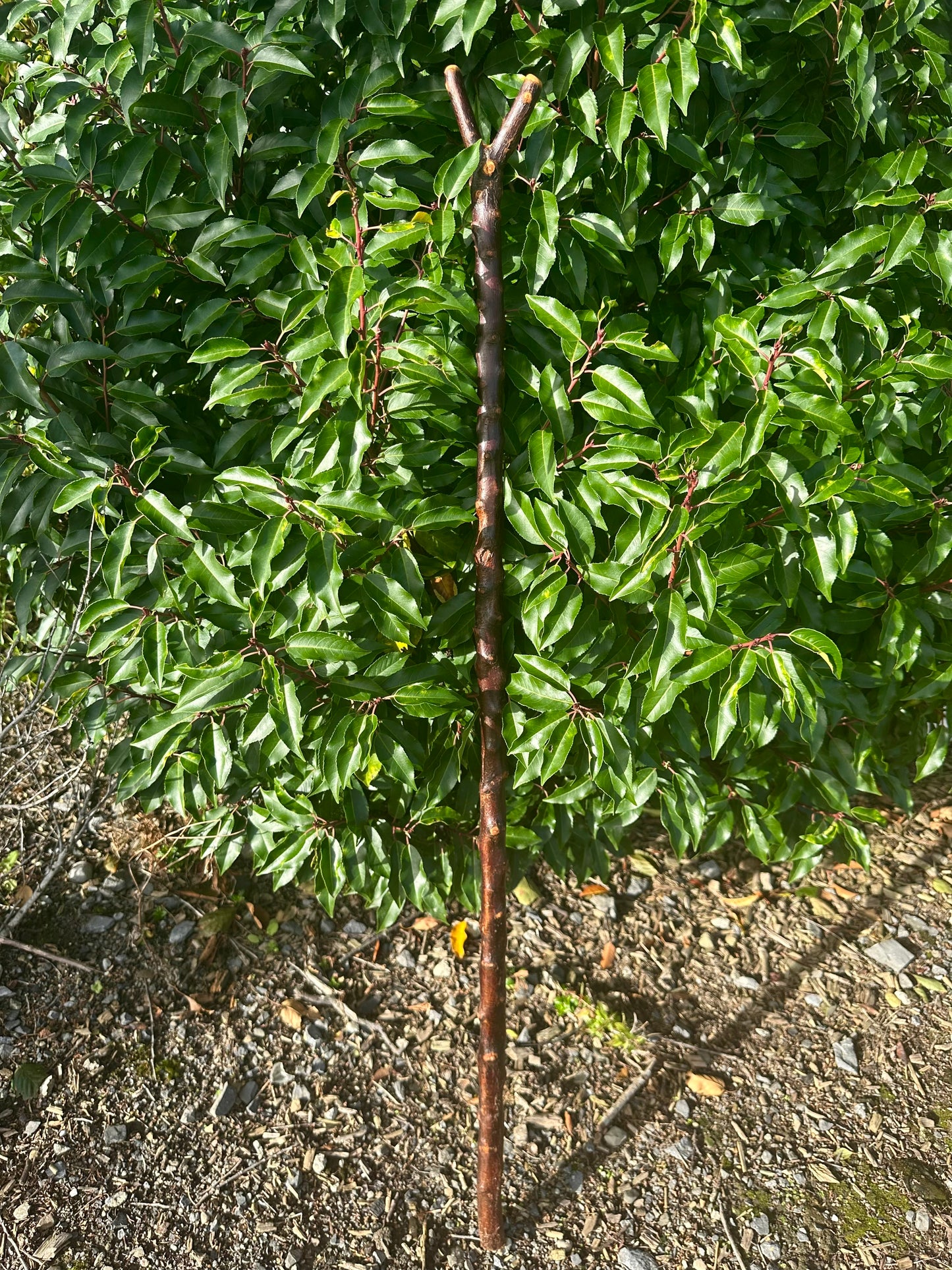 Hazel Walking Stick with Thumb Handle - 106 cm / 41.7 inches