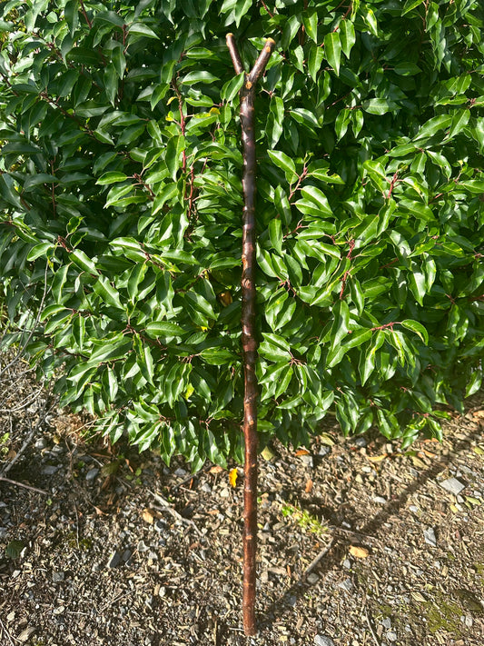 Sold Hazel Walking Stick with Thumb Handle - 106 cm / 41.7 inches