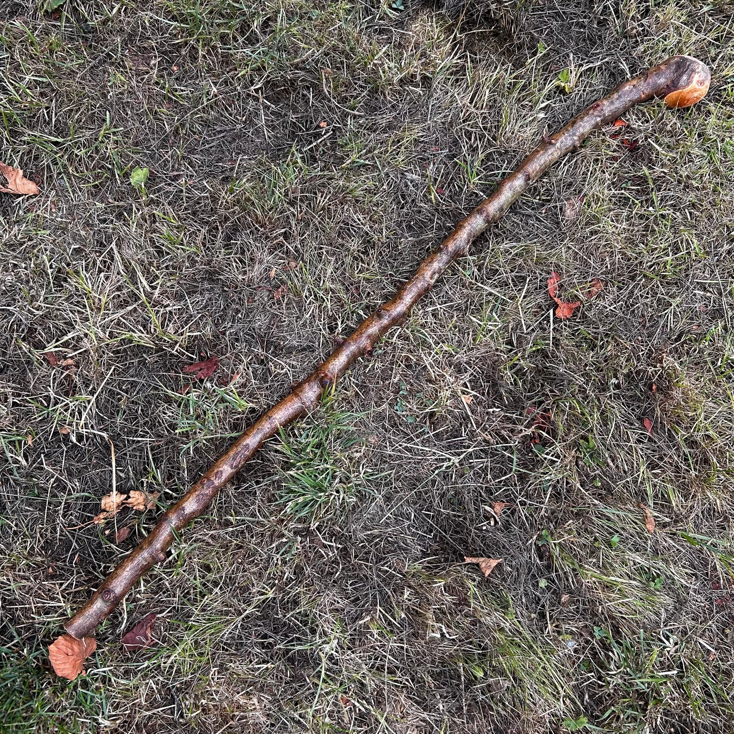 Whitethorn Shillelagh Knob Stick – 87.1 cm (34.3”)