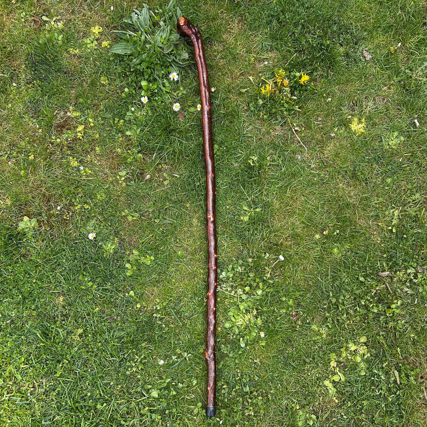 Luxury Blackthorn Shillelagh Root Ball Knob Stick – 101 cm (39.7”)