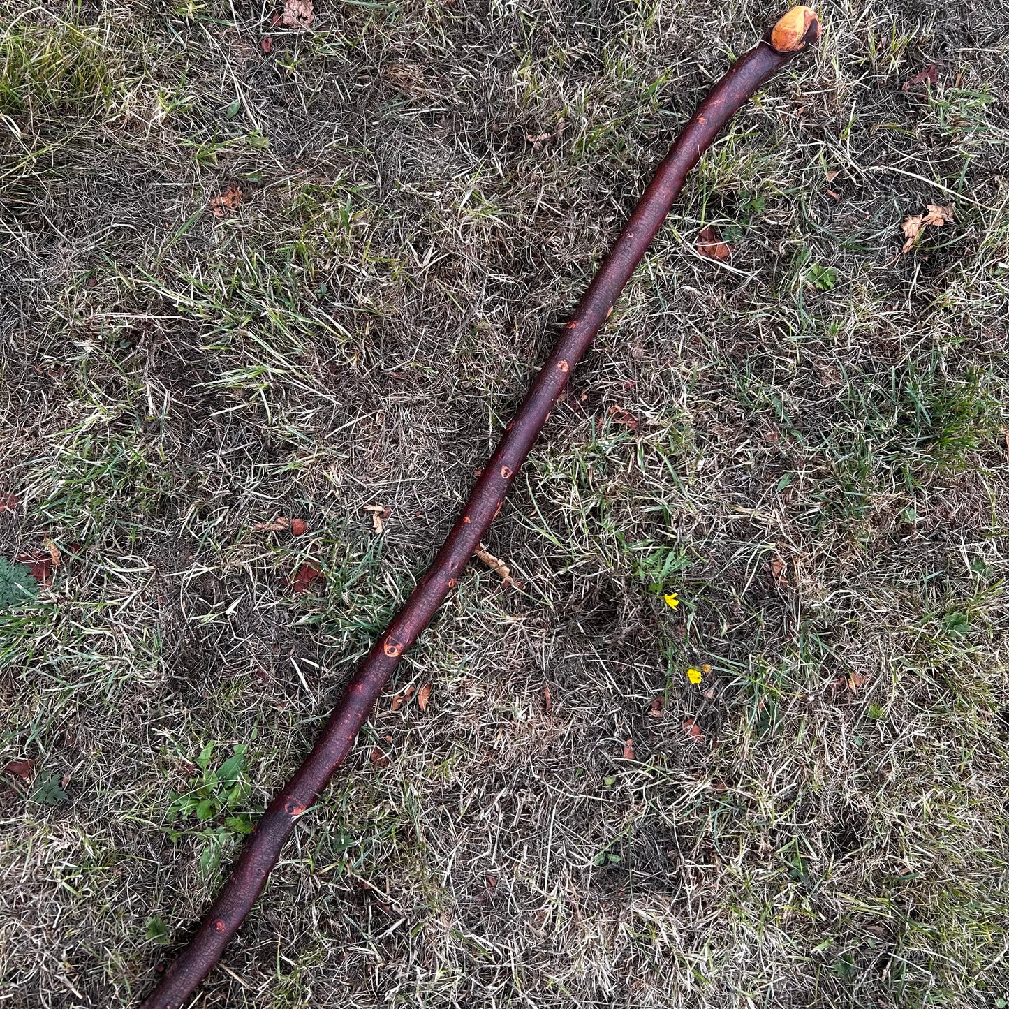 Chunky Blackthorn Shillelagh Knob Stick – 93 cm (36.6”)