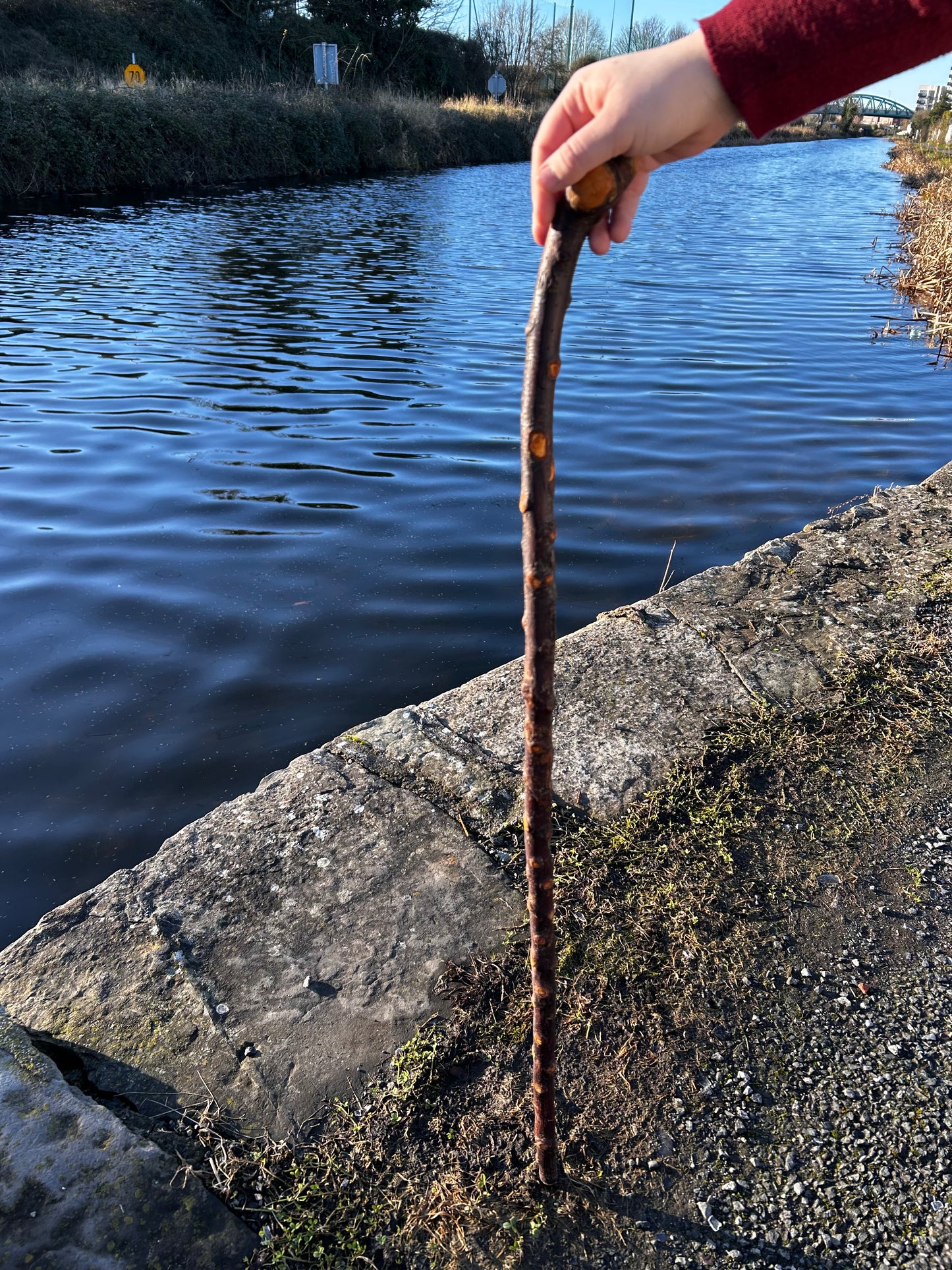 Raspy Shaft Blackthorn Shillelagh - 96 cm (37")